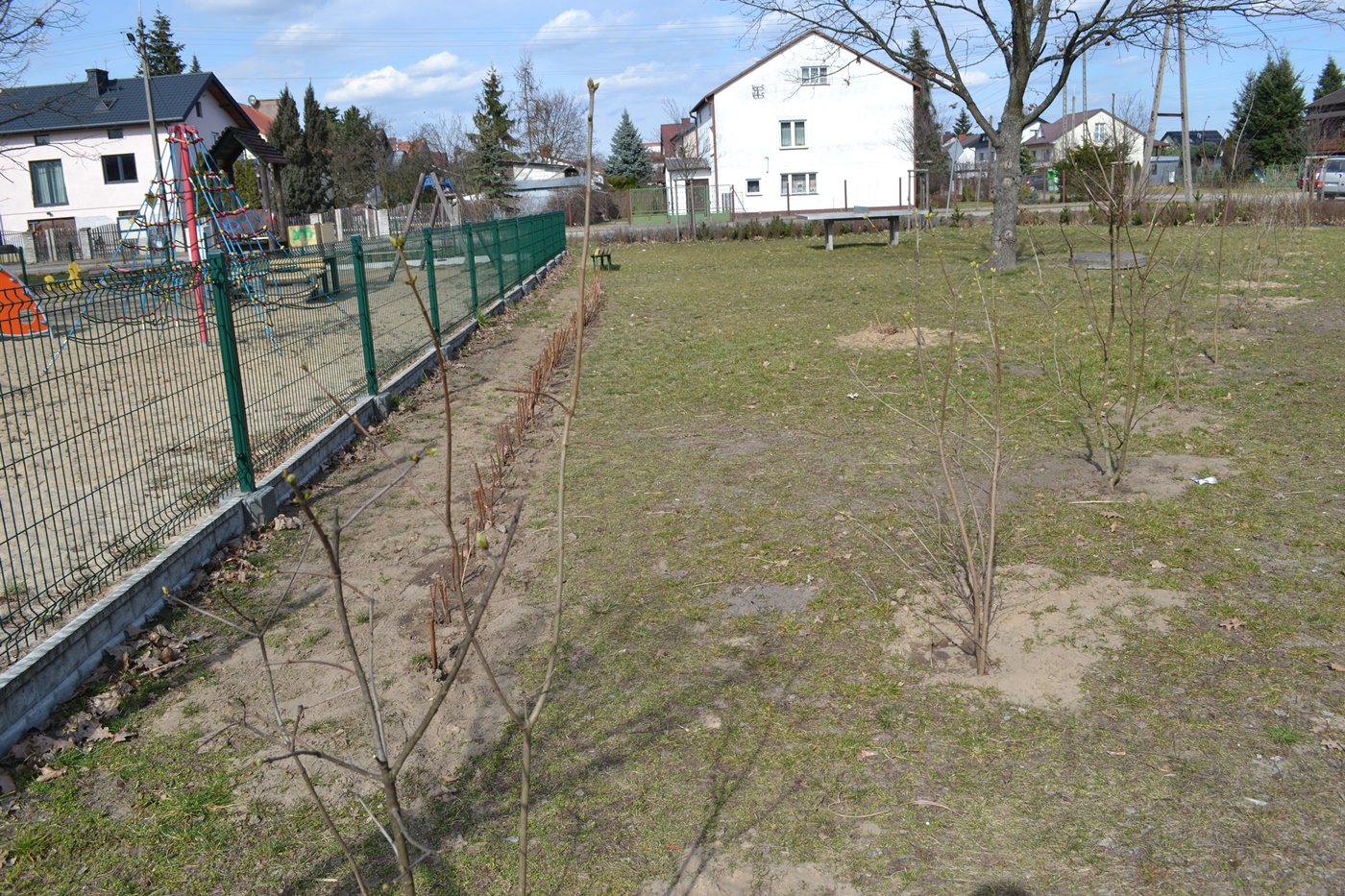 Nowe nasadzenia w parku na os. Długa