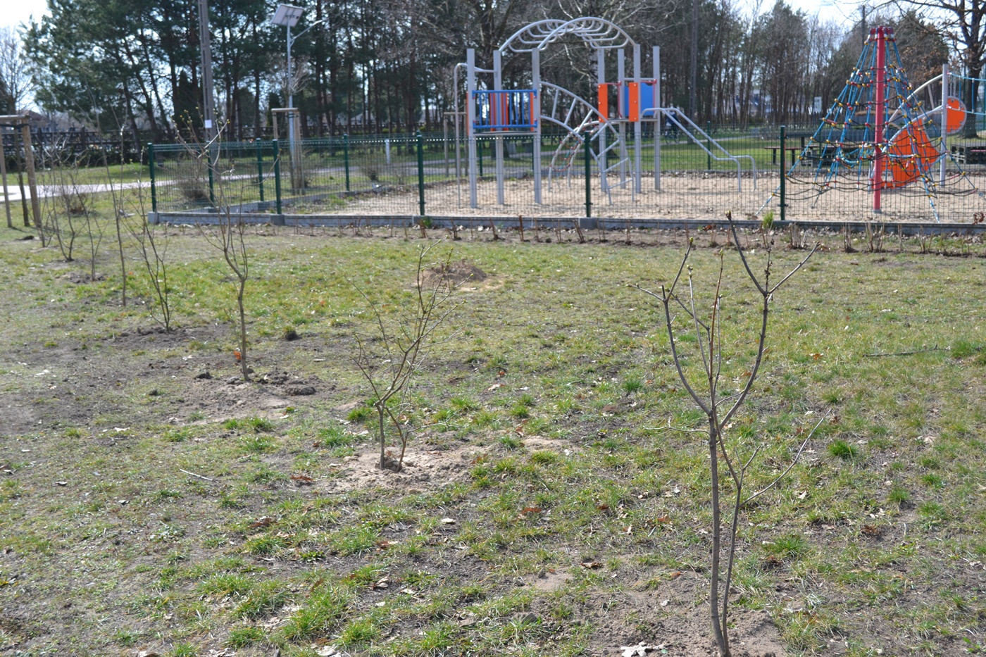 Nowe nasadzenia w parku na os. Długa